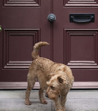 Five front door colours